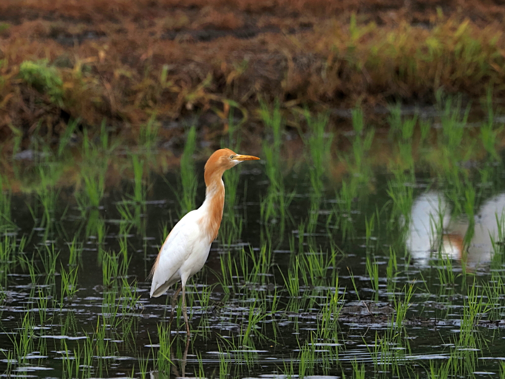 6月24日 木曜日 田植え後の水田にアマサギの群れが。。 : カメラ大好きおやじの野鳥と自然風景フォトアルバム