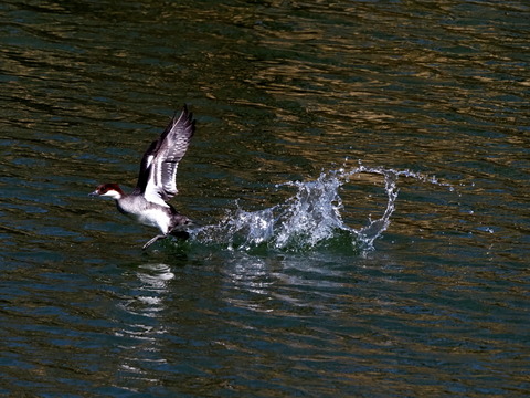⑩羽ばたく蜻蛉池公園のミコアイサ♀