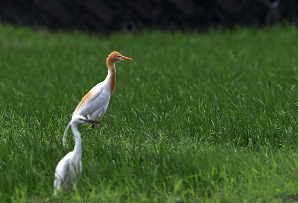 7月18日 土曜日 近所の田園地帯でまたまたアマサギに出会えました : カメラ大好きおやじの野鳥と自然風景フォトアルバム