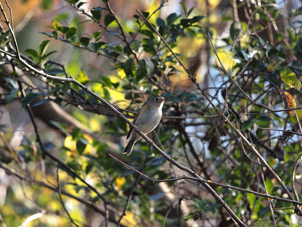 12月28日 火曜日 今朝は冬鳥で一番好きなルリビタキを。。。 : カメラ大好きおやじの野鳥と自然風景フォトアルバム