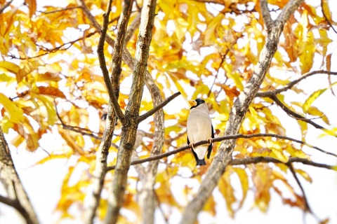 ⑤紅葉が進む公園に渡ってきたイカルさん