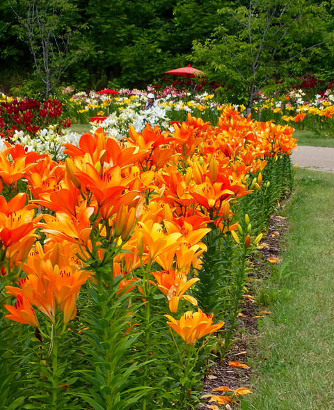 ⑥ユリロードの開花状況