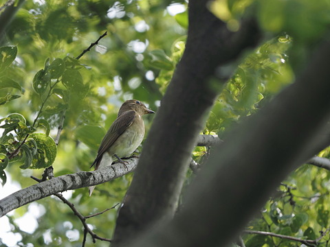 ③オオルリ♀