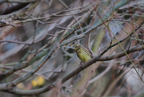 ⑦公園で出会ったアオジ♀さん