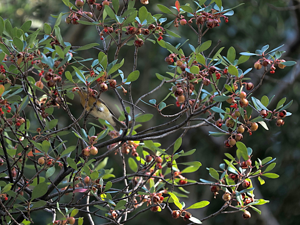 １１月１日 月曜日 今年もムギマキが渡って来ました 雌ですが カメラ大好きおやじの野鳥と自然風景フォトアルバム