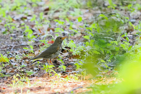 ⑦公園で出会ったクロツグミ♀さん