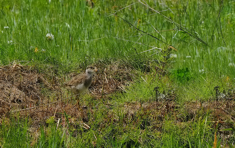 ①大分大きくなったケリの雛鳥