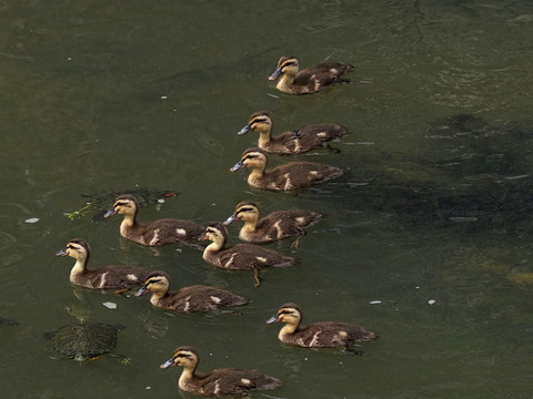 ③カルガモ幼鳥達