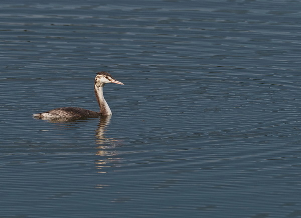 ⑥カンムリカイツブリ幼鳥