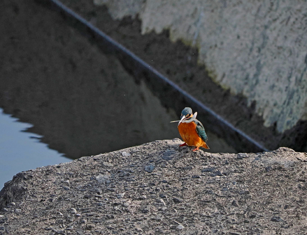 3月8日 水曜日 地元の河原で出会ったカワセミさん達。。 : カメラ