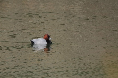 ⑧お別れが近い公園のホシハジロ♂