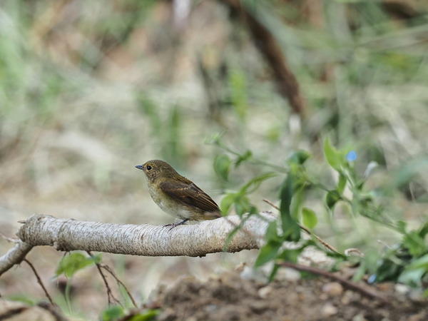 ①キビタキ♀