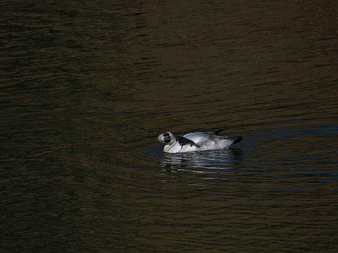 ③蜻蛉池公園のミコアイサ達♂