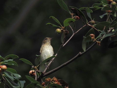 ④キビタキ♀