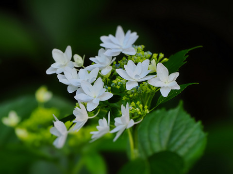 ①隅田の花火