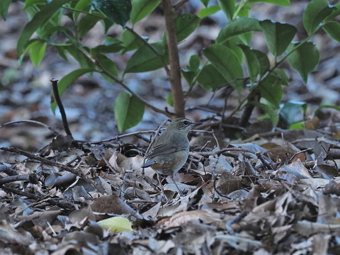 ⑦ノゴマ♀