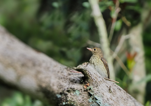 ①山寺で出会ったキビタキ幼鳥