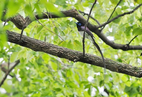 ②雨上がり翌日の早朝の公園で出会ったサンコウチョウ♂