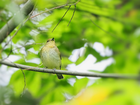 ③公園で出会った可愛いキビタキさん♀