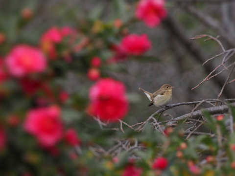 ⑪山茶花とニシオジロビタキ1
