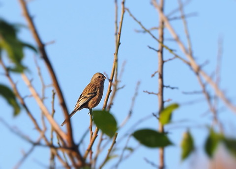 ⑫ベニマシコ♀