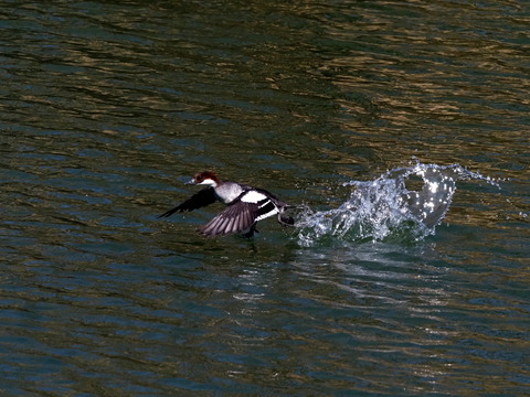 ⑧羽ばたく蜻蛉池公園のミコアイサ♀