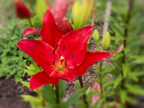 ⑨ユリロードの開花状況