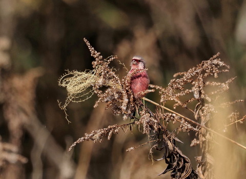 ③今朝のベニマシコ♂