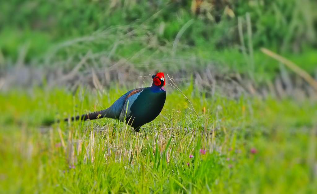 今シーズン初の雉さんのペアに出会えました : カメラ大好きおやじの野鳥と自然風景フォトアルバム