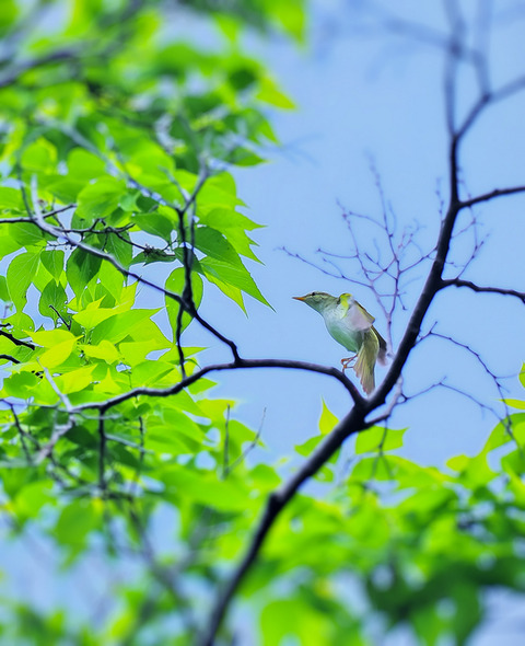 ⑤羽ばたく公園のセンダイムシクイ