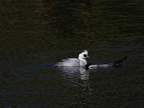 ⑩公園の貴公子 ミコアイサ♂