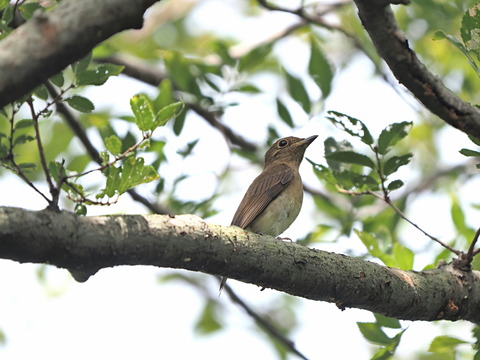 ①オオルリ♀