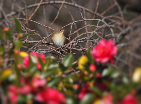 ⑧山茶花とニシオジロビタキ