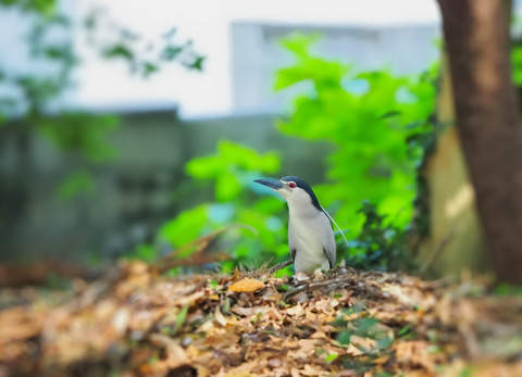①神社の境内で子育て中のゴイサギ