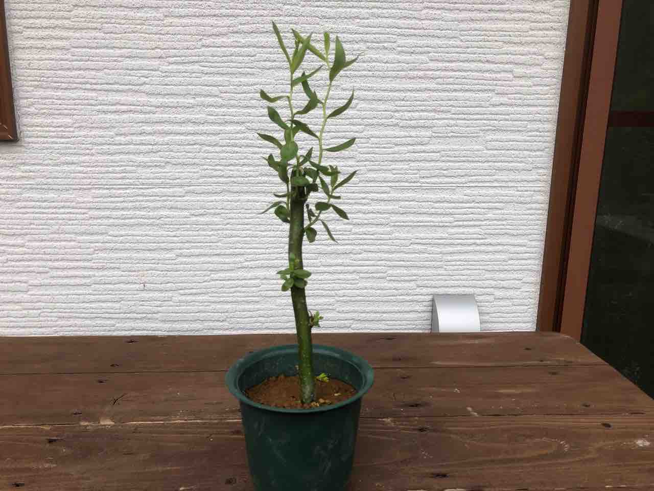 種と木と そよ風吹きゆく小さな丘で