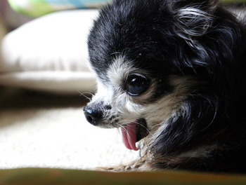 �ࡼ140620DSC06737