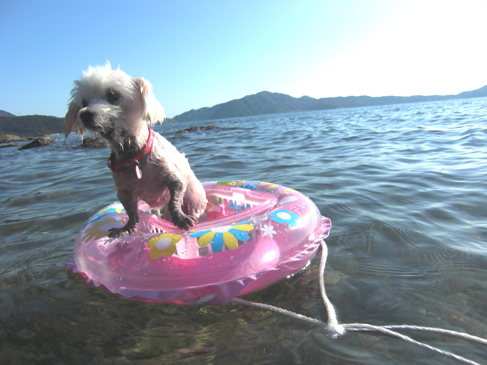 捜しています 千葉 富里付近ビーグル いっぽ日記