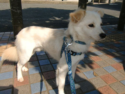 中目黒 小型 クリーム 雑種 探しています いっぽ日記