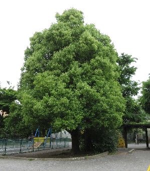 クスノキの花 Un Un クスノキの花 Un Un