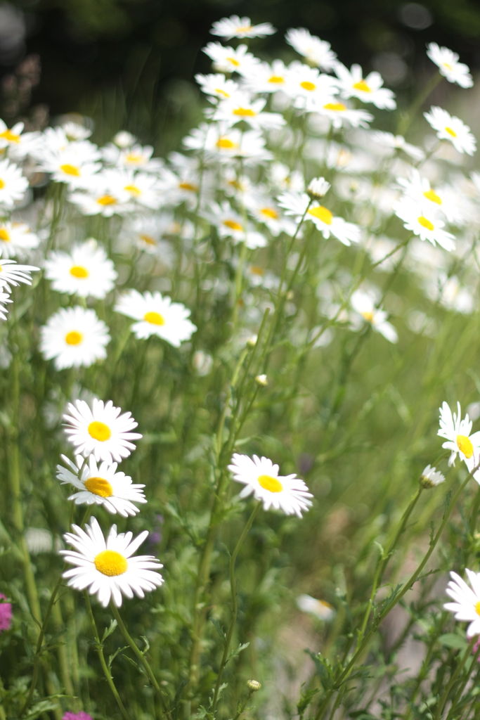 海の見える街 ランボー怒りの地元散策 日本一周するぞ