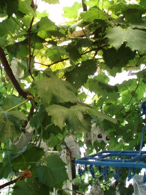 Grapes2