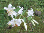 413e724d.jpg