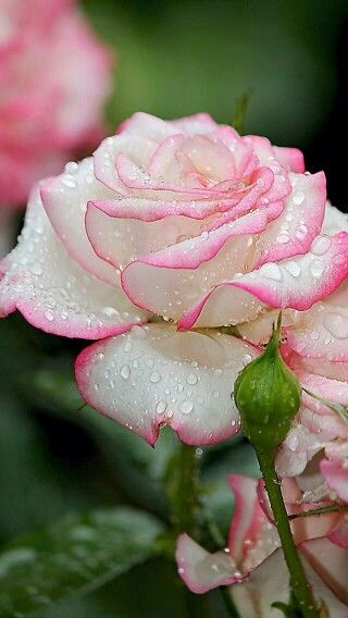 pink縁取り薔薇