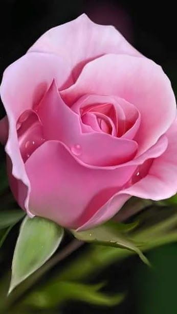 濃い目の薔薇