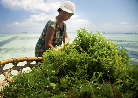 seaweed05