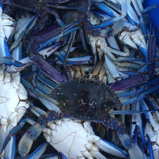 Blue Swimmer 1