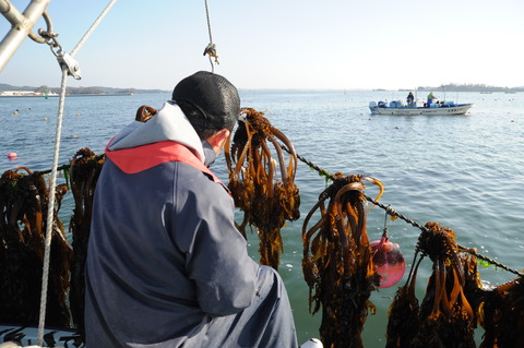 seaweed04
