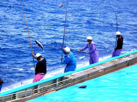 明豊漁業の一本釣り