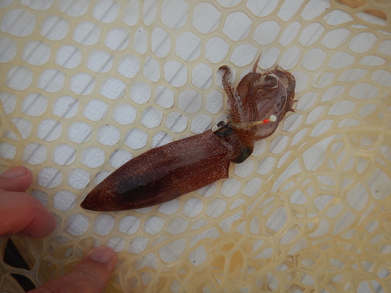 4may Sup釣り日報 サンディエゴ 波乗り 研究 留学記