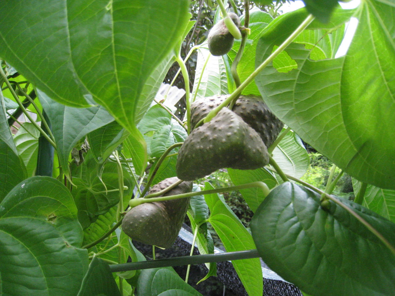 宇宙イモ マツゴロウの山野草